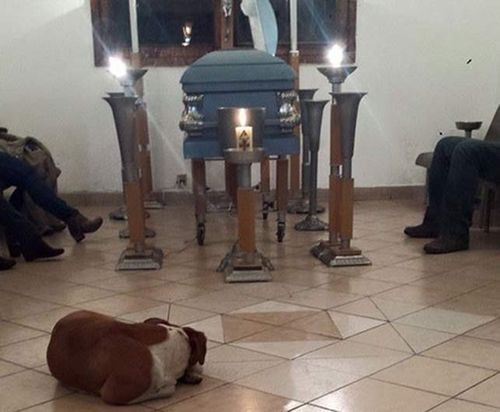 Stray dogs turn up at funeral of Mexican woman who fed them