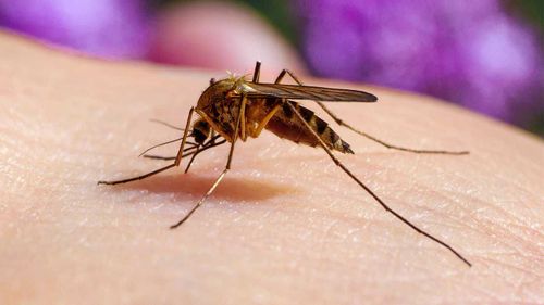 Murray Valley encephalitis is spread from infected mosquitoes.