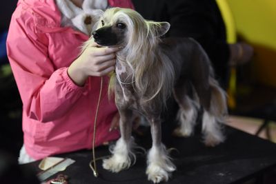 <strong>Chinese crested dog</strong>