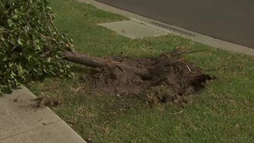 The victim lost control of his car and crashed into the front yard of a nearby home. (9NEWS)