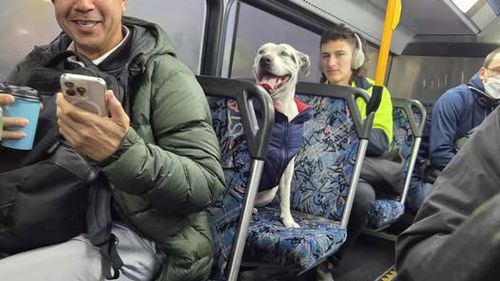 Athena, a staffy from Sydney, accidentally travelled about 5km on a local bus on Tuesday.