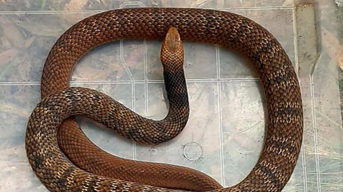 This Striped Eastern Brown Snake was rescued from netting on the Sunshine Coast earlier this week. 