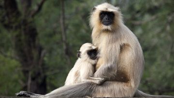 A Gray Langur monkey with youngster in India,More Indian Langurs