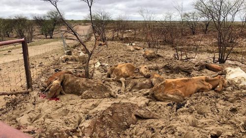 In many towns, cattle were cut off from food by rising flood waters and died by being stuck in the mud.