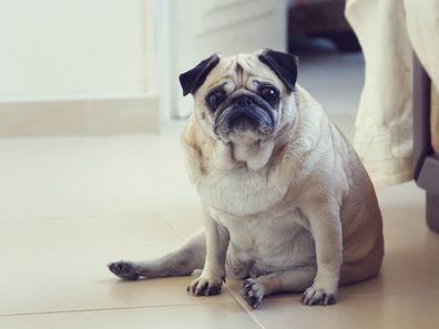 Pug dog sitting on a bedroom floor.