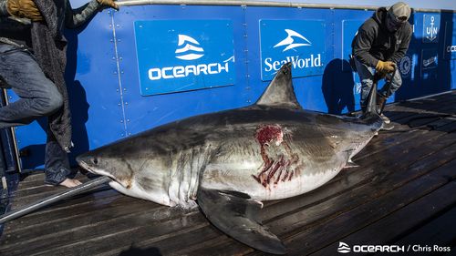 Maple had substantial gashes on the left side of her body. Another shark is believed responsible for the wounds.