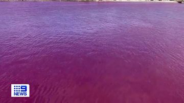 Photos and videos shared online showed blood-red water flowing through the rivers and port areas of Nago city, on the island of Okinawa, a destination better known for emerald waters and sandy beaches.