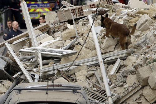 A dog joins in the search for survivors. 