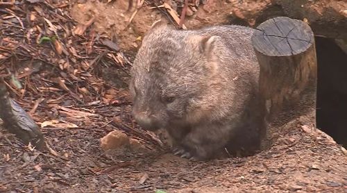 It is expected the two wombats will travel more easily due to their preference for staying in enclosed spaces.