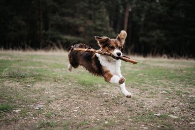 Dog chasing stick