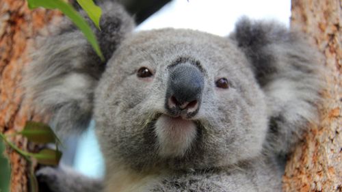 Victorian Government won't rule out more koala culls