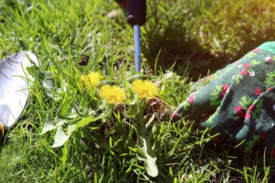 A man pulling  dandelion / weeds out from the grass loan.