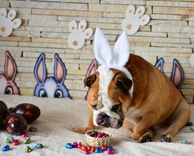 English Bulldog in Easter rehearsal, dressed as easter bunny