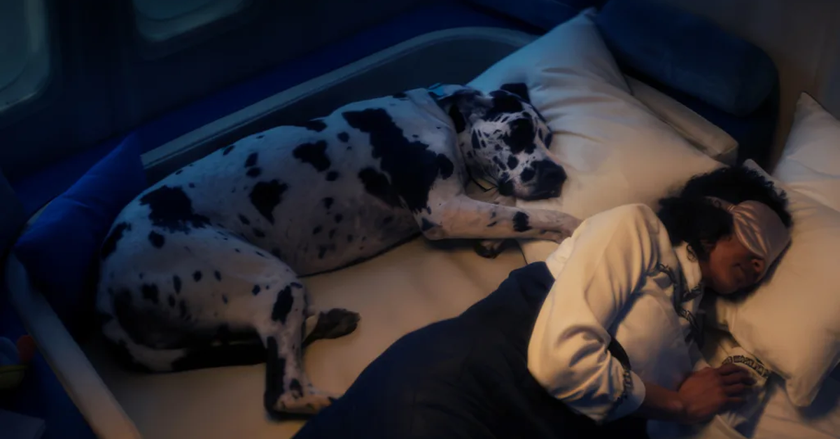Bark Air, a new airline designed specifically for dogs, takes off on its first flight