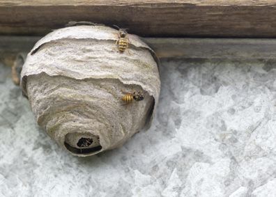 close up of a inhabited wasps nest made from chewed wood pulp and saliva showing  surrounding insects in motion plain background copy space to the right