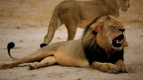 Zimbabwe bans lion hunting after international outcry