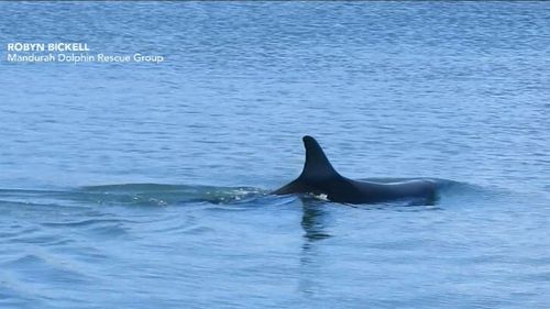 Amazing footage of a dolphin giving birth off the West Australian coast has been caught on film.