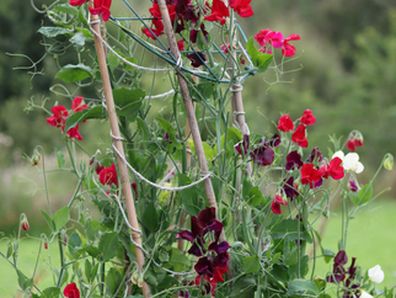 Colourful mixed sweet peas in a cottage garden