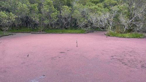 Le "hors du chemin" étang a été trouvé dans le parc Bicentennial, dans le parc olympique de Sydney.