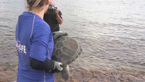 Green sea turtle released back into the ocean after rehabilitation