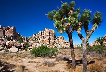 The Joshua tree is endemic to which desert?
