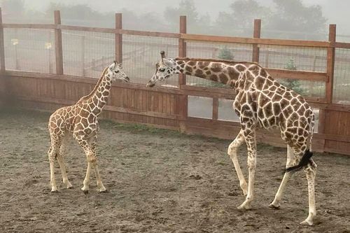 The giraffe – which had a two month old calf with her – is thought to have attacked the mother and her son because it felt threatened when they surprised her.