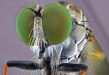 What order of insects are flies a member of?
