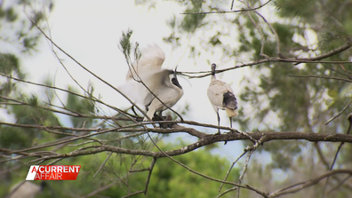 Ibis birds are colloquially known as bin chickens given they tend to feed from them in parks and rubbish dumps. But where do they go at night to roost after a big day of bin feeding?