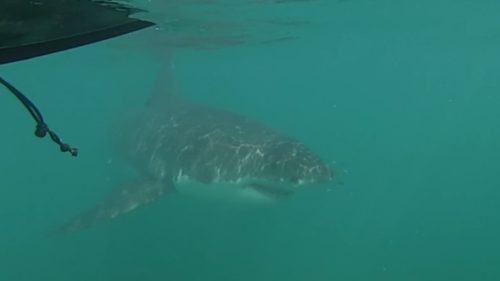 A group of Western Australian sea kayakers have come face-to-face with a five metre great white shark for the second time in four days.