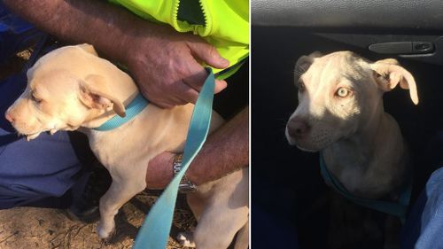 Ruby was rescued by the police officers and shortly after returned to her owner. (Facebook/WA Police)