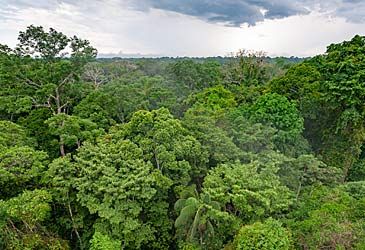 Which is the world's largest forest?