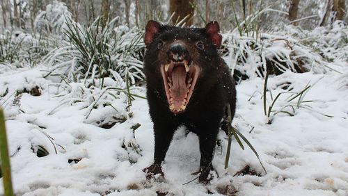 A Tasmanian Devil plays in the snow. Picture: AAP