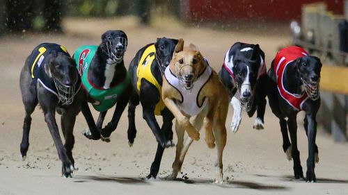 Sydney hosts pro-greyhound racing ban rally