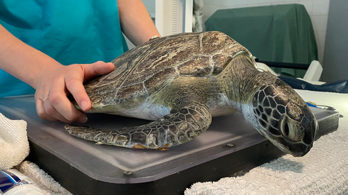 "Five Hook", a green sea turtle, is estimated to be a couple of years old.