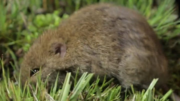 A rare native rodent that hasn&#x27;t been seen for more than 30 years has been re-discovered at Wilsons Promontory south-east of Melbourne.