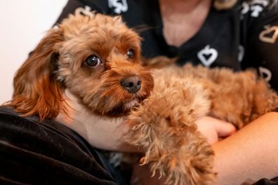 cavoodle
