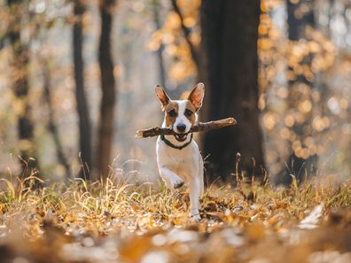 Jack Russell Terrier