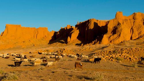 The ancient creature was discovered in the Gobi desert in Mongolia.