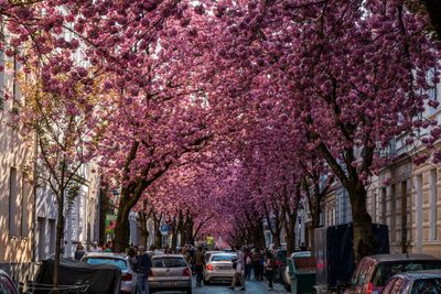  Cherry Blossom Avenue, Bonn, Germany