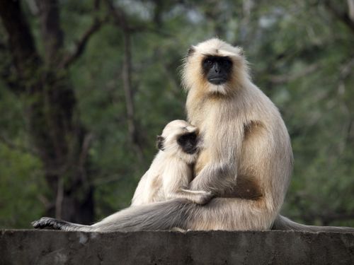 A Gray Langur monkey with youngster in India,More Indian Langurs