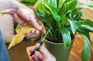 Yellow leaf being cut off an indoor plant.