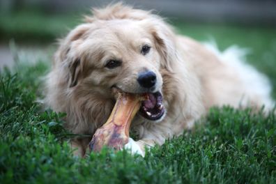 Dog chewing bone. Dog eating bone. Dog with bone. Dog bone.