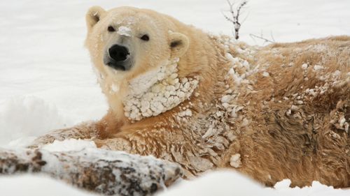 In Canada, polar bears are culled along with traditional owners and provides work through scientific research. Picture: Getty.