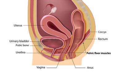 Pelvic Floor Dysfunction Sound Training Advice