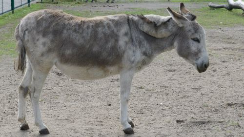 Donkey couple too amorous for Polish public
