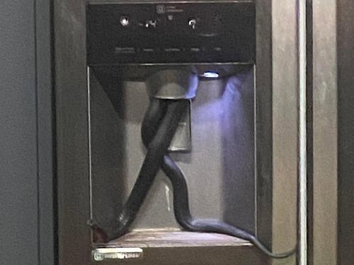 Serpent à l’intérieur d’un réfrigérateur en Australie du Sud