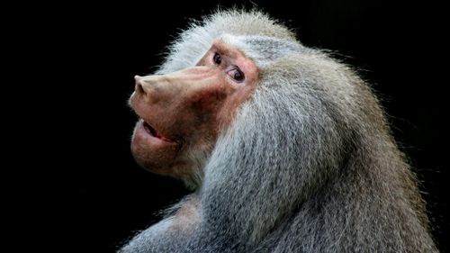 Baboons survive almost two years with pigs' hearts transplanted into their abdomens