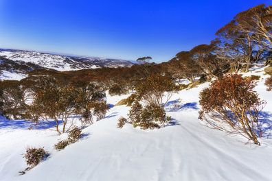 Snow gum trees on slopes of high snowy mountains during winter season covered by snow around Perisher ski resort and skiing routes on a sunny winter day.