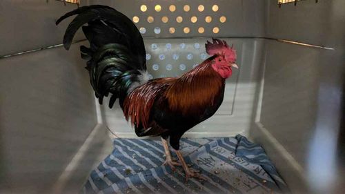 The RSPCA has seized nearly 200 birds in a cockfighting investigation. (RSPCA Queensland)