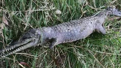 'I thought it was a goanna': Photographer stumbles upon croc at Melbourne park